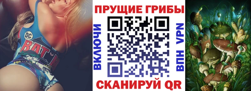 shop какой сайт  Тайга  Псилоцибиновые грибы Psilocybine cubensis 